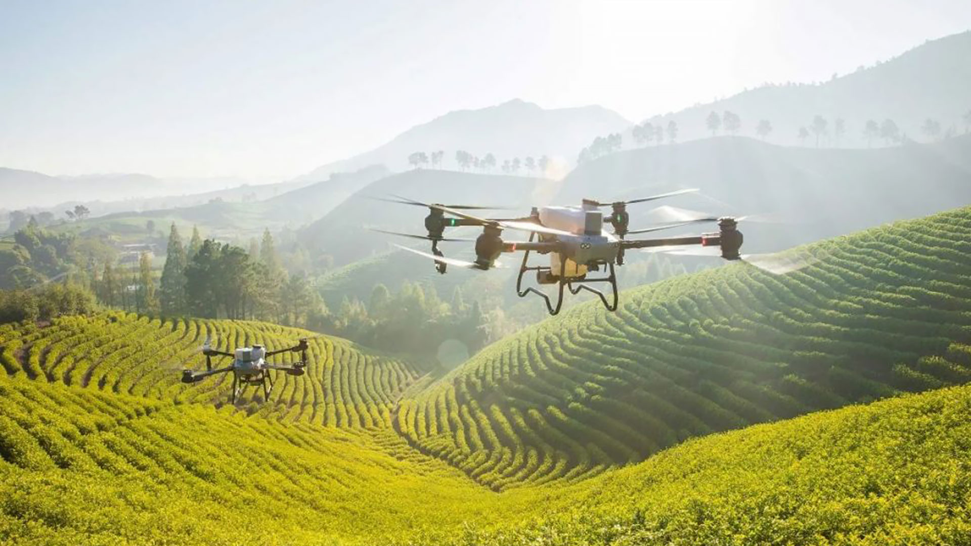 5 Maneiras de Potencializar Seu Cultivo com Drones DJI