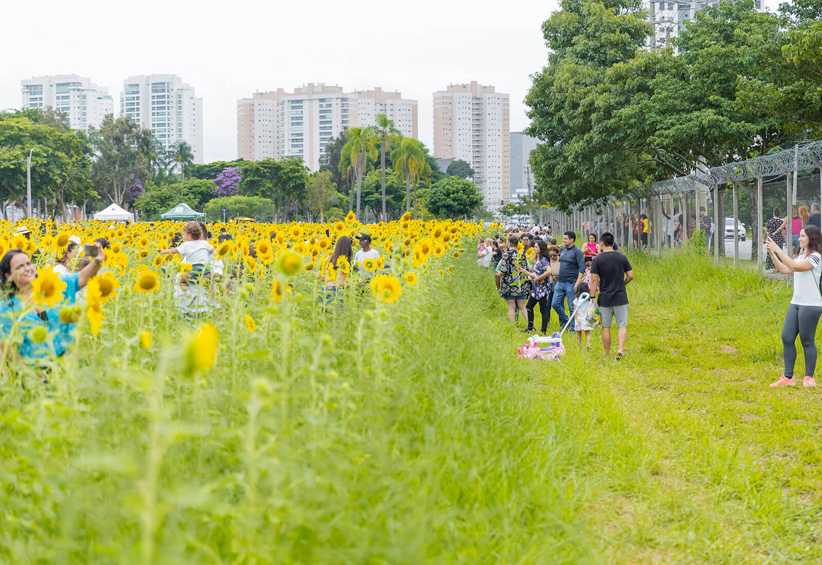 Com apoio da Super Importadora e patrocínio da Sicredi, 3M Agropastoril planta Campo de Girassóis em São José dos Campos